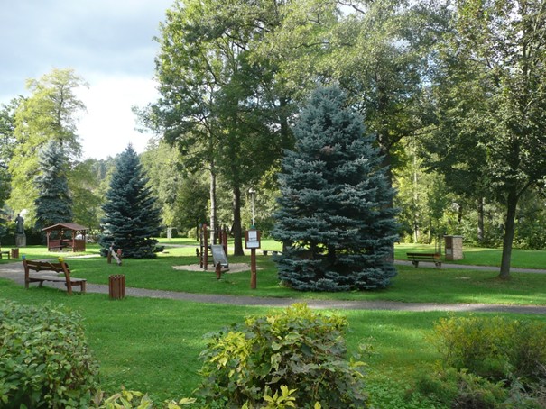Želivský park s vybranými kandidáty na možný vánoční strom