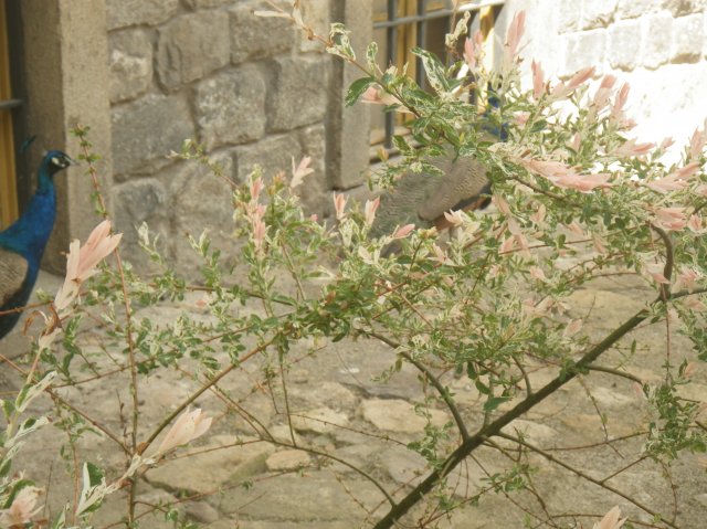 imgp1384