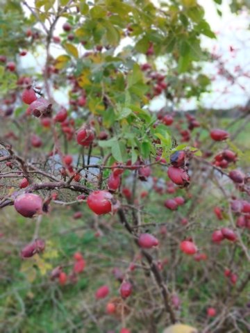 img_20220927_091535