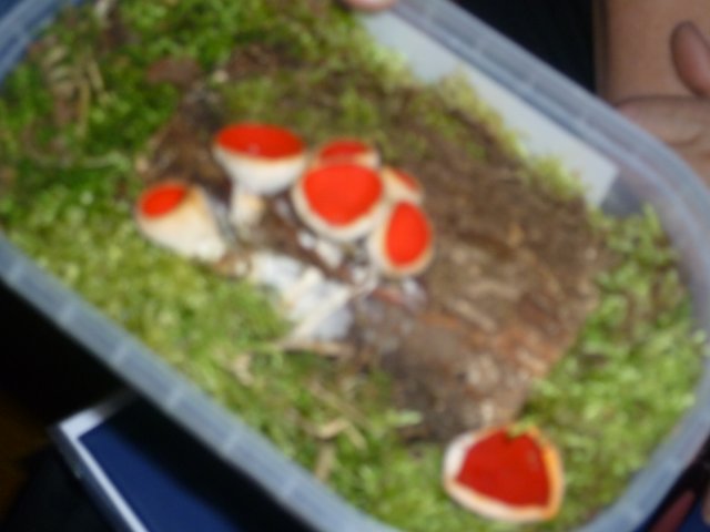 p1070531
