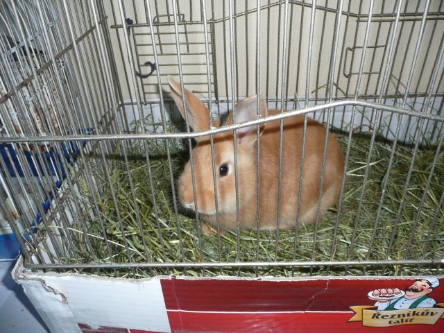 DEN ZEMĚ 20. 4. 2011 v areálu školy