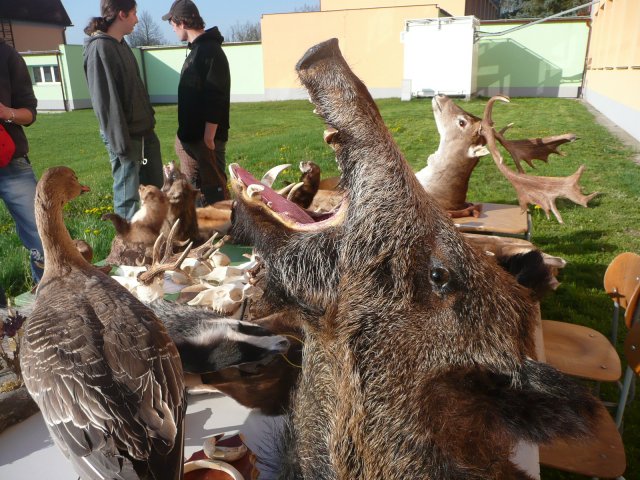 DEN ZEMĚ 20. 4. 2011 v areálu školy