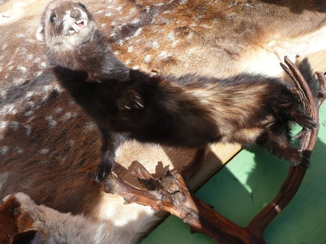 DEN ZEMĚ 20. 4. 2011 v areálu školy