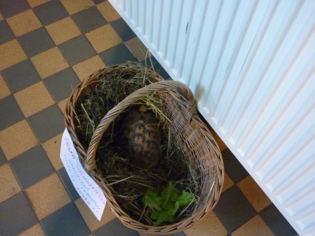 DEN ZEMĚ 20. 4. 2011 v areálu školy