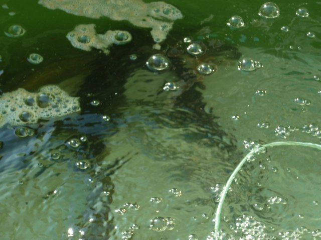 DEN ZEMĚ 20. 4. 2011 v areálu školy
