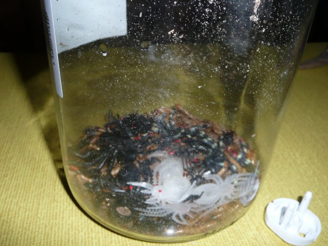 p1050294