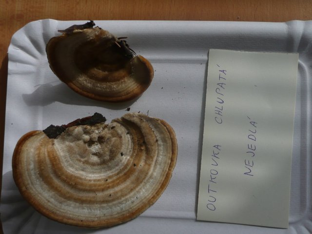 p1020885