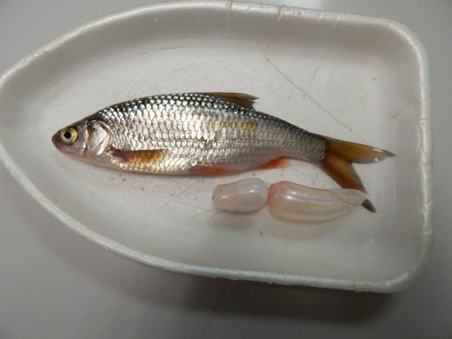 dscn9530