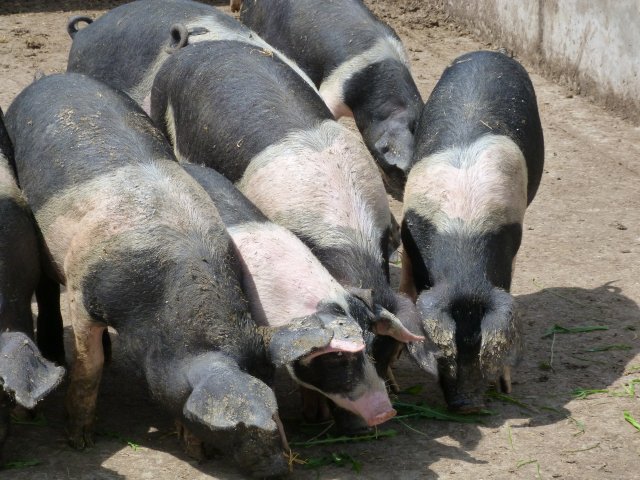 p1100991